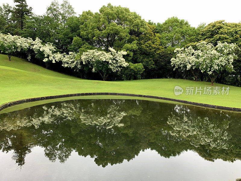 山茱萸/日本山茱萸:美丽的开花植物